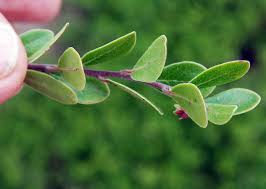 Attēlu rezultāti vaicājumam “Arctostaphylos uva-ursi leaf”