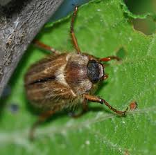 Attēlu rezultāti vaicājumam “Amphimallon solstitiale”