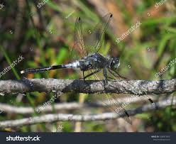 Attēlu rezultāti vaicājumam “Leucorrhinia albifrons female”