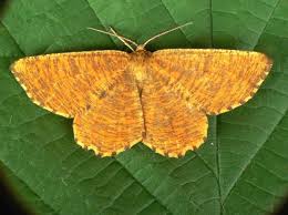 Attēlu rezultāti vaicājumam “Angerona prunaria”