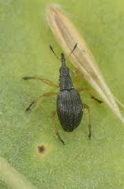 Attēlu rezultāti vaicājumam “Protapion sp.”