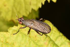 Attēlu rezultāti vaicājumam “Coremacera marginata”