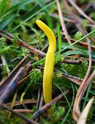 Attēlu rezultāti vaicājumam “Clavulinopsis helvola”