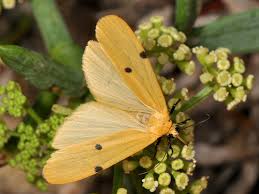 Attēlu rezultāti vaicājumam “Lithosia quadra”
