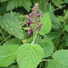 Attēlu rezultāti vaicājumam “Stachys sylvatica bud”