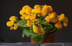 Image result for Calceolaria integrifolia