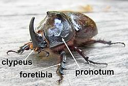 Attēlu rezultāti vaicājumam “Oryctes nasicornis male”