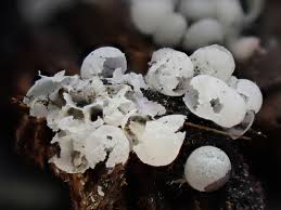 Attēlu rezultāti vaicājumam “Badhamia affinis var. microspora macro”