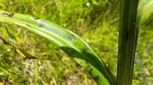 Attēlu rezultāti vaicājumam “Dactylorhiza fuchsii leaf”