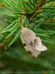 Attēlu rezultāti vaicājumam “Lozotaenia forsterana”