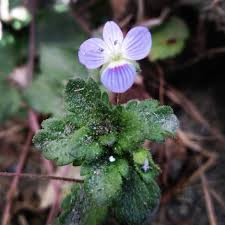 Attēlu rezultāti vaicājumam “Veronica agrestis flower”