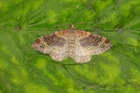 Attēlu rezultāti vaicājumam “Xanthorhoe spadicearia”