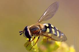 Attēlu rezultāti vaicājumam “Eupeodes nielseni”