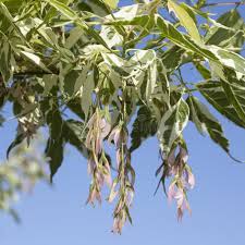 Attēlu rezultāti vaicājumam “Acer negundo fruit”