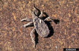 Attēlu rezultāti vaicājumam “Reduvius personatus”