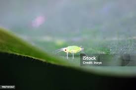 Attēlu rezultāti vaicājumam “Rhopalosiphum oxyacanthae”