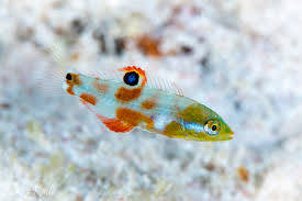 Image result for Halichoeres radiatus