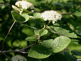 Attēlu rezultāti vaicājumam “Viburnum lantana”
