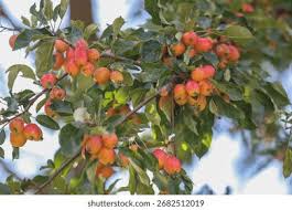 Attēlu rezultāti vaicājumam “Malus prunifolia fruit”