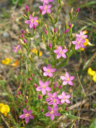 Attēlu rezultāti vaicājumam “Centaurium littorale leaf”