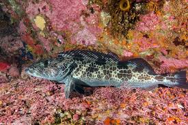 Image result for Ophiodon elongatus