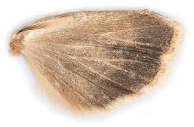 Attēlu rezultāti vaicājumam “Tholera decimalis male”