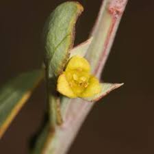 Attēlu rezultāti vaicājumam “Santalaceae”