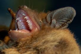 Attēlu rezultāti vaicājumam “Pipistrellus nathusii”