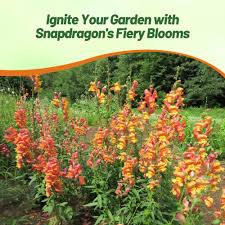 Attēlu rezultāti vaicājumam “Antirrhinum majus flower”