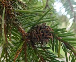 Attēlu rezultāti vaicājumam “Sacchiphantes abietis”