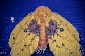 Attēlu rezultāti vaicājumam “Lasiocampidae”