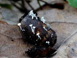 Attēlu rezultāti vaicājumam “Hymenoscyphus fructigenus”