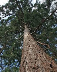 Image result for Mammutbaum