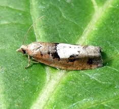 Attēlu rezultāti vaicājumam “Epinotia brunnichana”