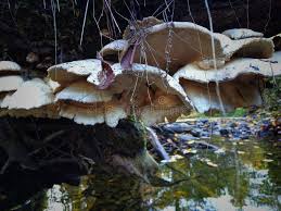 Attēlu rezultāti vaicājumam “Postia stiptica”