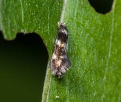 Attēlu rezultāti vaicājumam “Cephaloziella elachista”