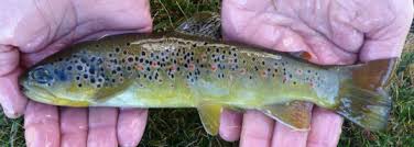 Image result for Salmo pellegrini