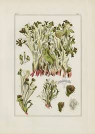 Attēlu rezultāti vaicājumam “Cetraria islandica”