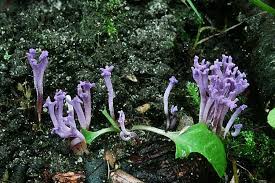 Attēlu rezultāti vaicājumam “Ramariopsis pulchella”