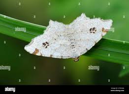 Attēlu rezultāti vaicājumam “Macaria notata”