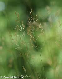 Attēlu rezultāti vaicājumam “Agrostis canina leaf”