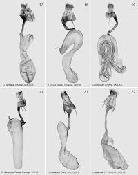 Attēlu rezultāti vaicājumam “Deltote bankiana”