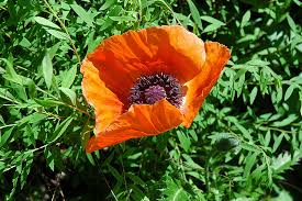 Image result for Papaver orientale