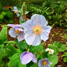 Image result for Meconopsis betonicifolia alba