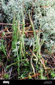 Attēlu rezultāti vaicājumam “Cladonia cornuta”