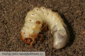 Attēlu rezultāti vaicājumam “Melolontha melolontha imago”