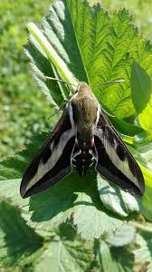 Attēlu rezultāti vaicājumam “Hyles gallii”