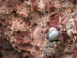 Attēlu rezultāti vaicājumam “Rissa tridactyla nest”