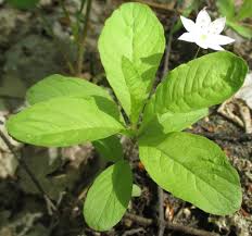 Attēlu rezultāti vaicājumam “Trientalis europaea leaf”