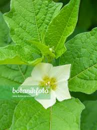Attēlu rezultāti vaicājumam “Physalis alkekengi flower”